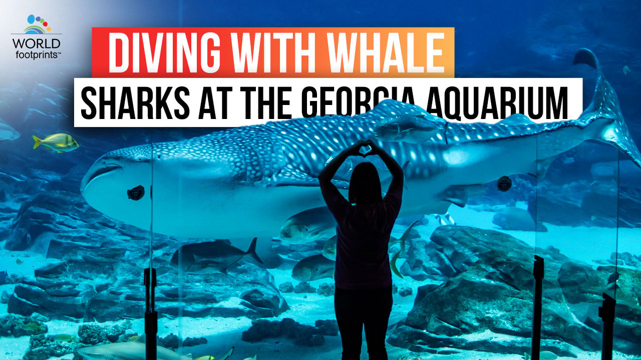 Diving with Whale Sharks at the Georgia Aquarium