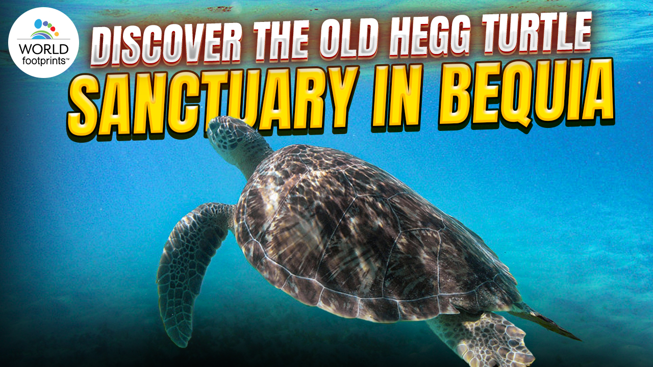 Old Hegg Sea Turtle Sanctuary in Bequia video image showing a large sea turtle on the cover.