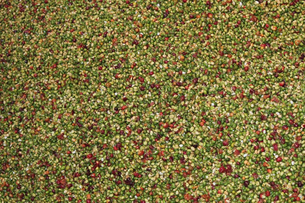 Green and red coffee cherries from Costa Rica