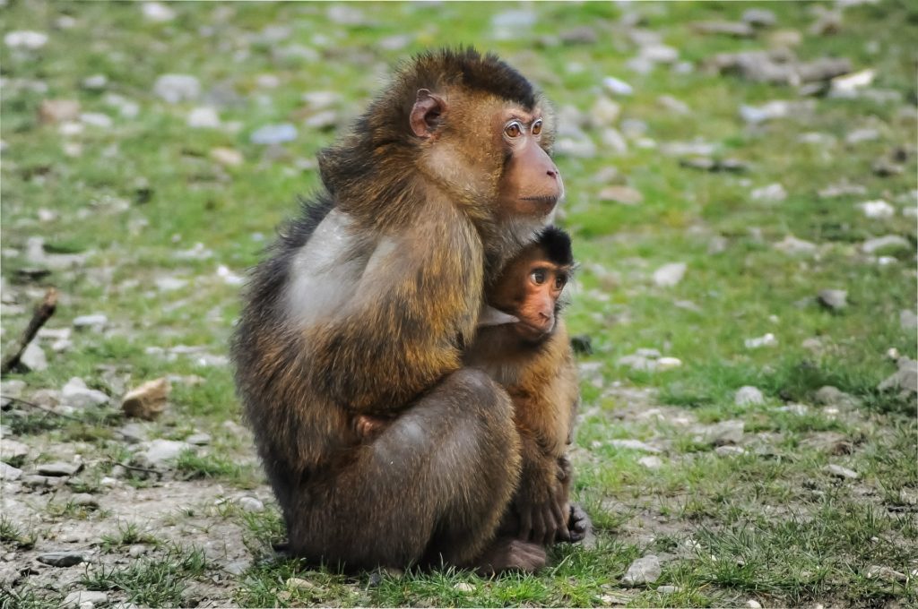 Barbary macaque and baby standing in an open natural area