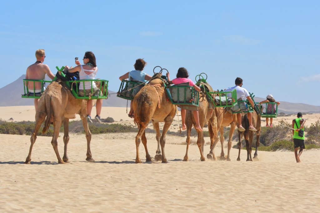 Tourists riding camels during an animal-based travel excursion