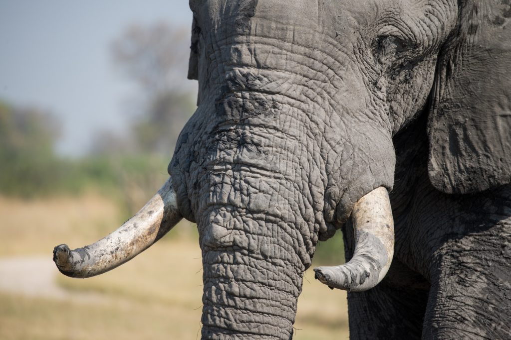 View of the elephant's tusk - Zimbabwe