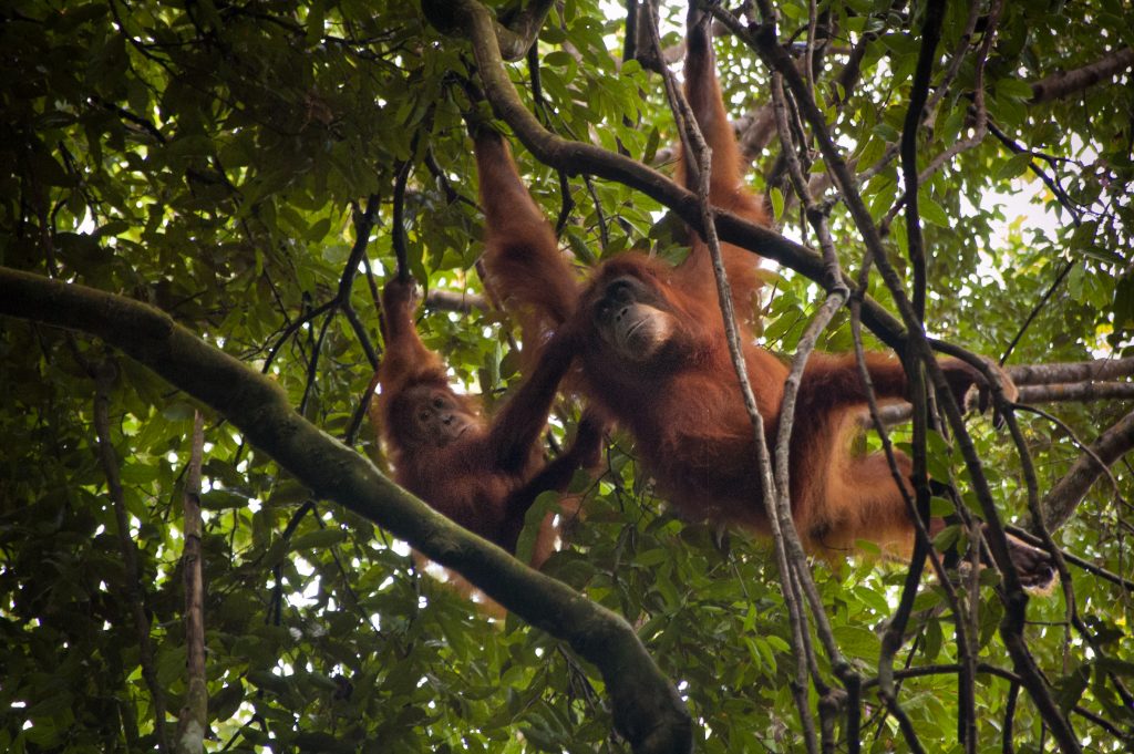 Mother and baby orangutans in Gunung Leuser National Park. Photo: Jessica Barrett