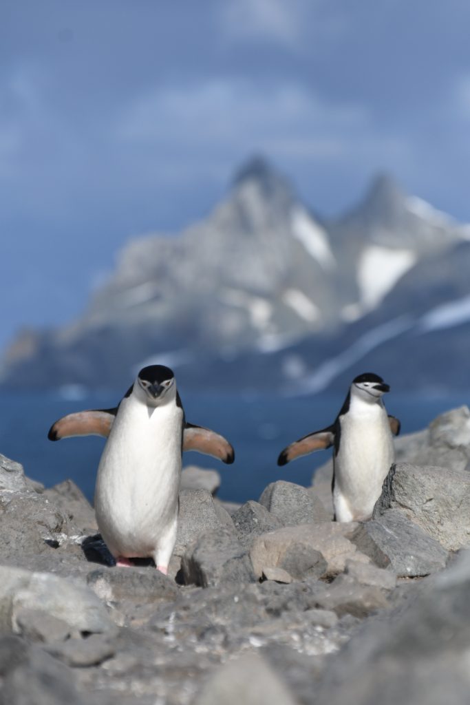 Penguins Antarctica. Photo:  Alicia-Rae Light