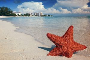 starfish on a Bahama beach