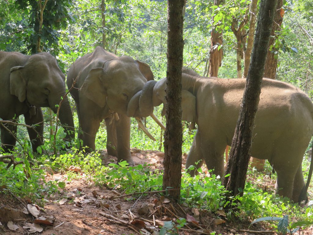 Elephants 'play time in Thailand. Photo: Bianca Caruana