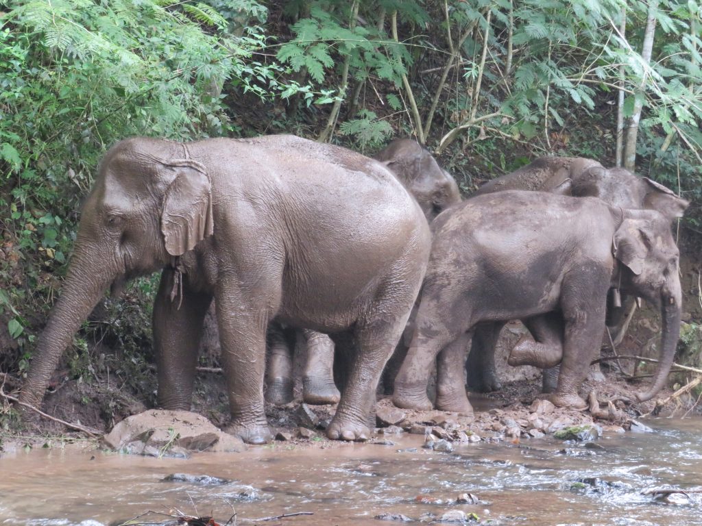Elephants playing in mud in Thailand. Photo: Bianca Caruana