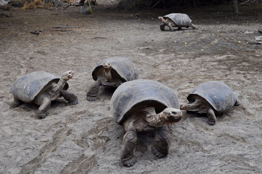tortoise galapagos islands