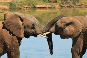 elephant Sosuth Africa
