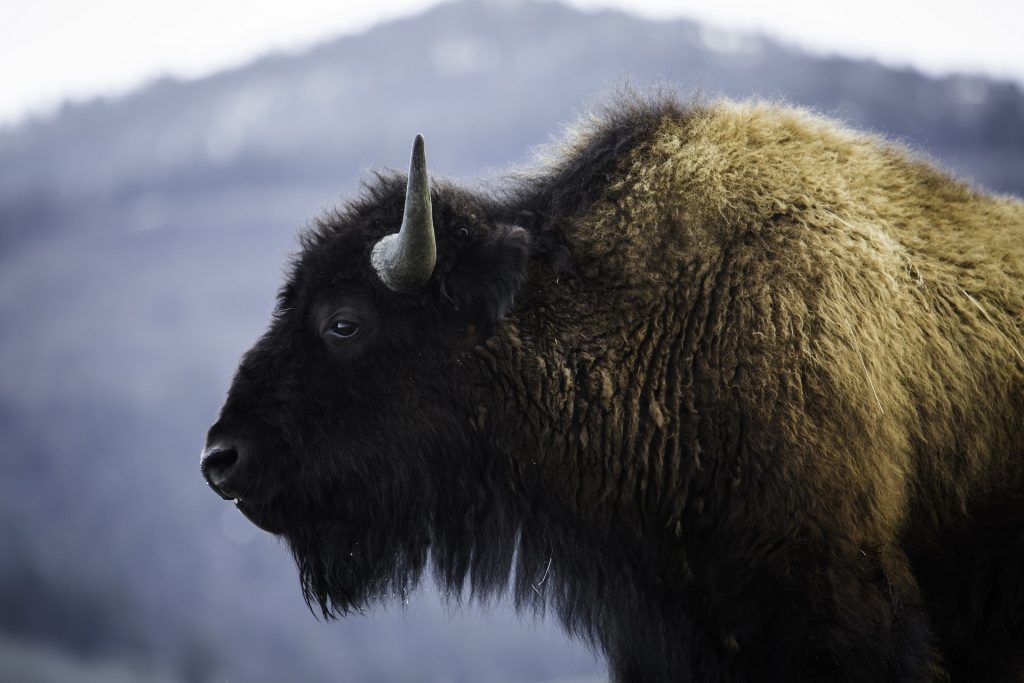 Montana wild bison