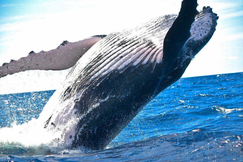 Marine Conservation - Whale breaching photo 