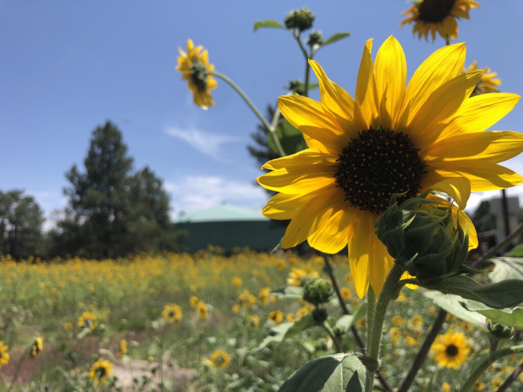 Sunflower fields. Breana Johnson