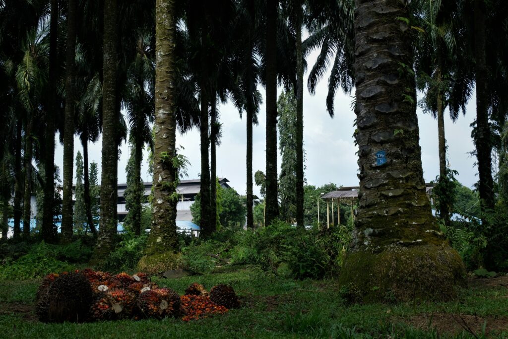 London Sumatera one of a oil palm plantation from dutch colonial still operating until today. Photo: Nayla Azmi
