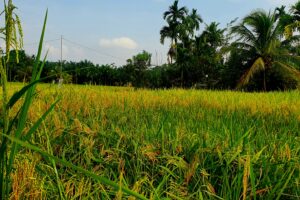 Paddy Fields in Timbang Lawan village scaled