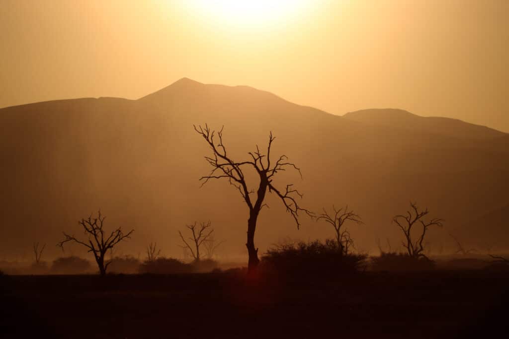 Dead trees along the way out of the Namib-Naukluft National Park during sunset. Photo: Thomas Später