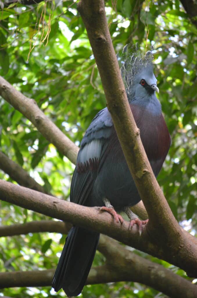 Victoria crowned pigeon, Port Moresby Nature Park. Photo: Cara Siera