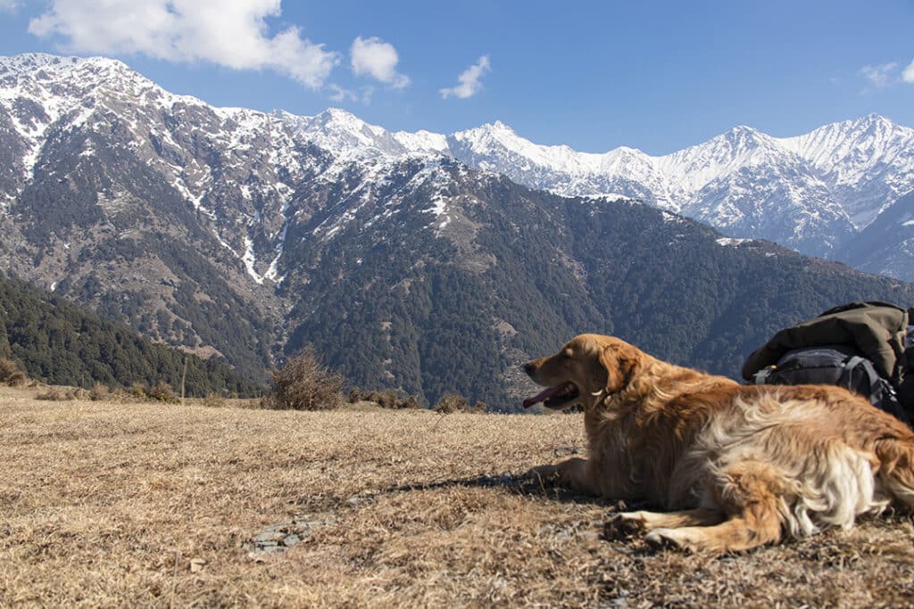 During your nature hikes, the resident dogs of Rakkh are your constant companions through the valley