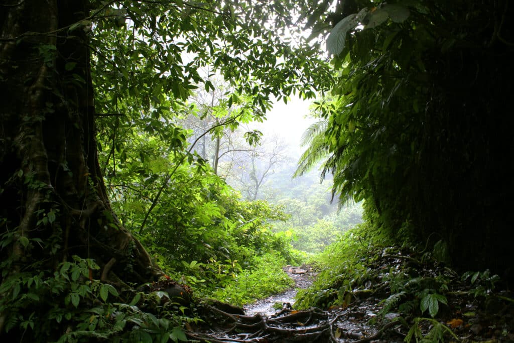 The unbelievable greenery of Sekumpul Valley. Photo: Thomas Später