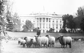 Edith Bolling Wilson's sheep on White House lawn.
