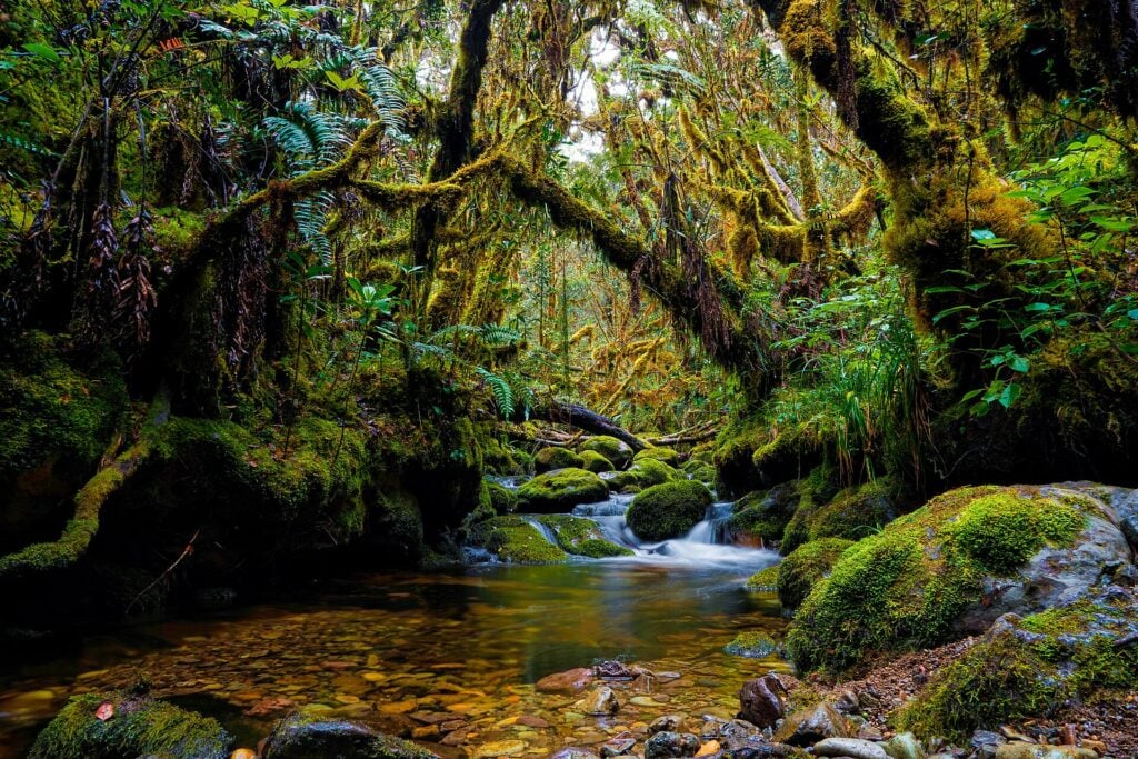 Rainforest stream surrounded by moss-covered trees in Gunung Leuser National Park