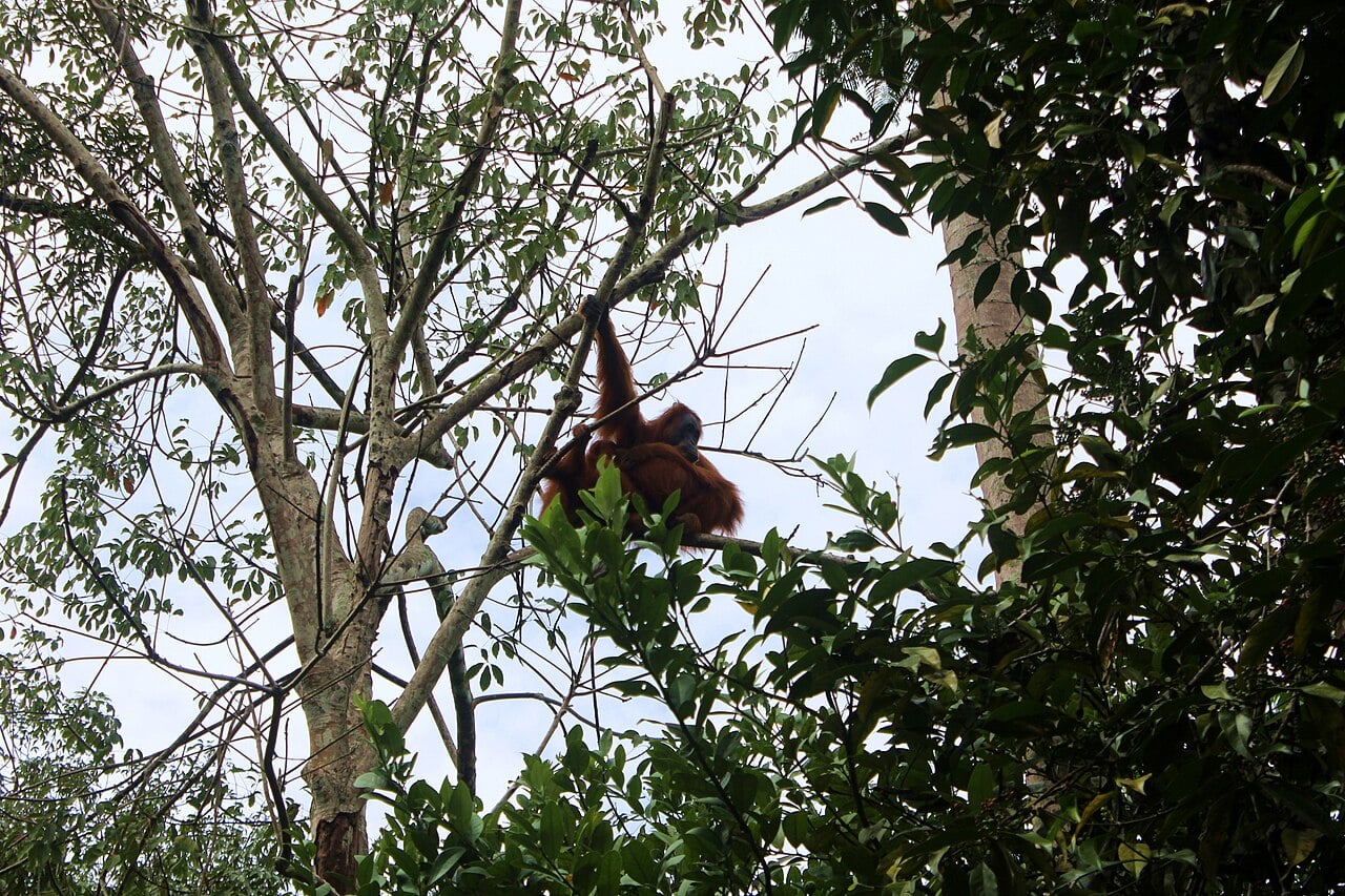 Sumatran orangutan hanging from a tree in Bukit Lawang