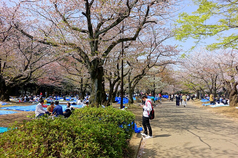 Cherry blossom festival Yoyogi Park Tokyo, Japan Visitors gathering beneath cherry blossoms in Yoyogi Park, Tokyo
