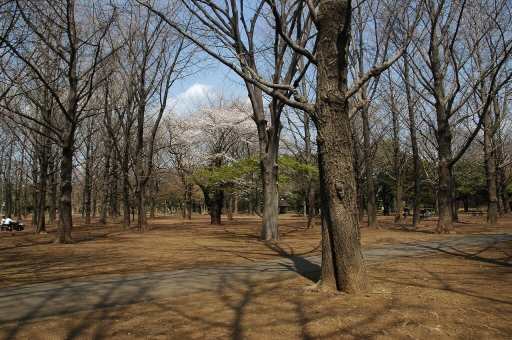 scavo yoyogi park Tree-lined paths and early cherry blossoms in Yoyogi Park, Tokyo