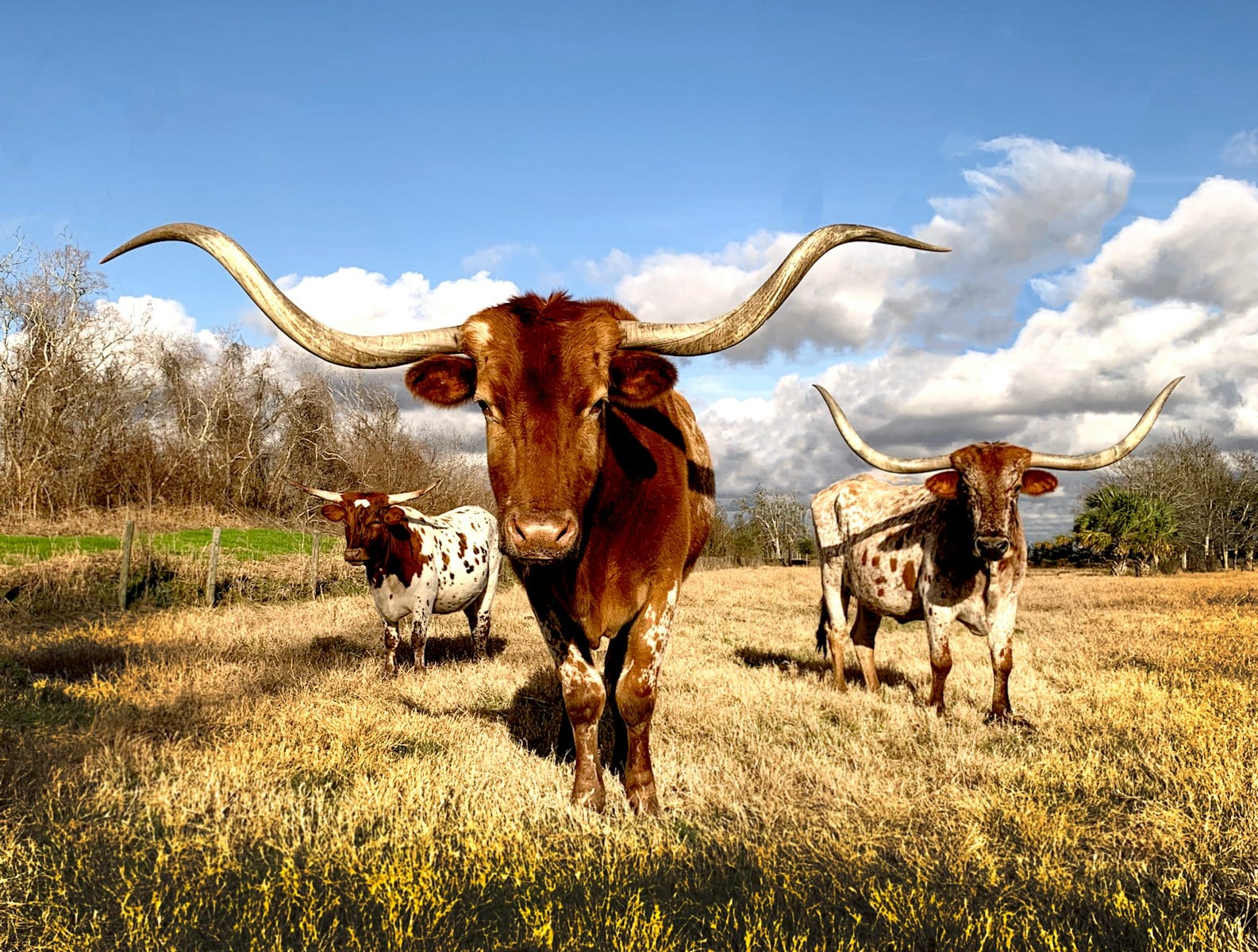 Longhorn cows on grassy field under blue cloudy sky in Texas.Photo by Vivian Arcidiacono Texas