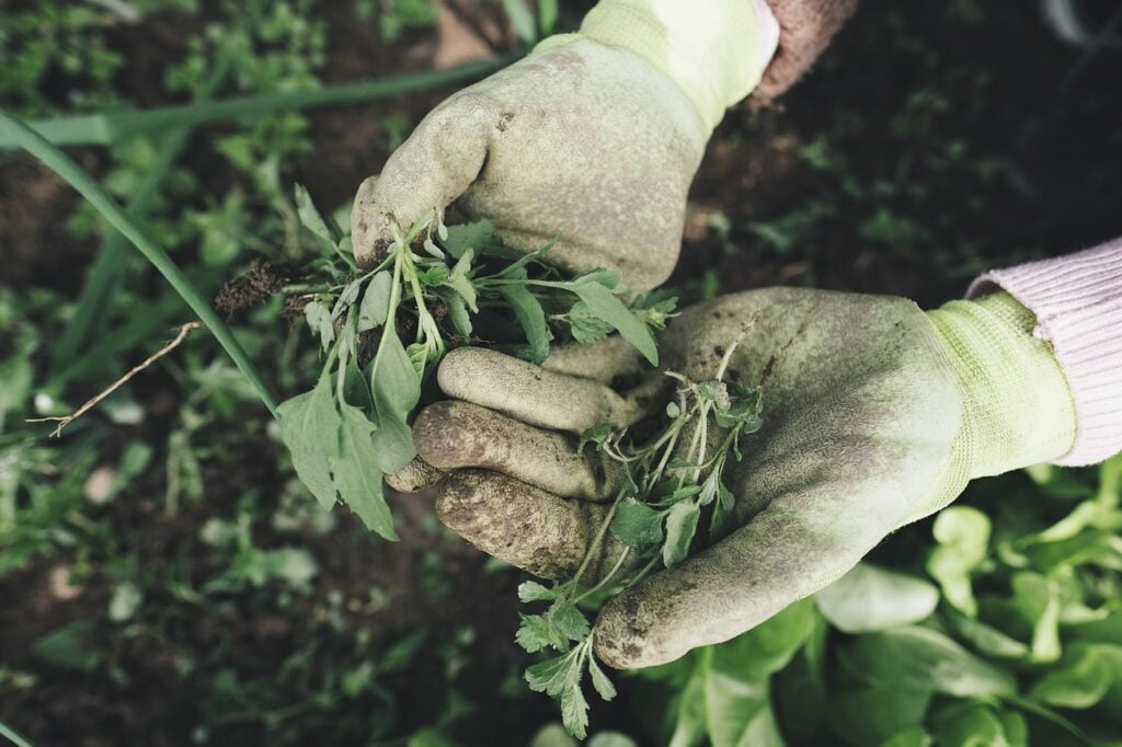 hands agricultural work agritourism Gloved hands removing plants while working in a cultivated garden