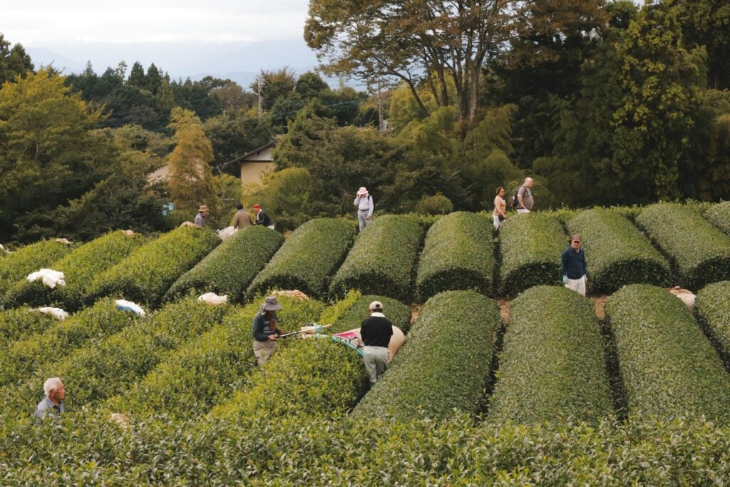 shizuoka japan tea harvest Workers harvesting tea at Obuchi Sasaba in Shizuoka, Japan