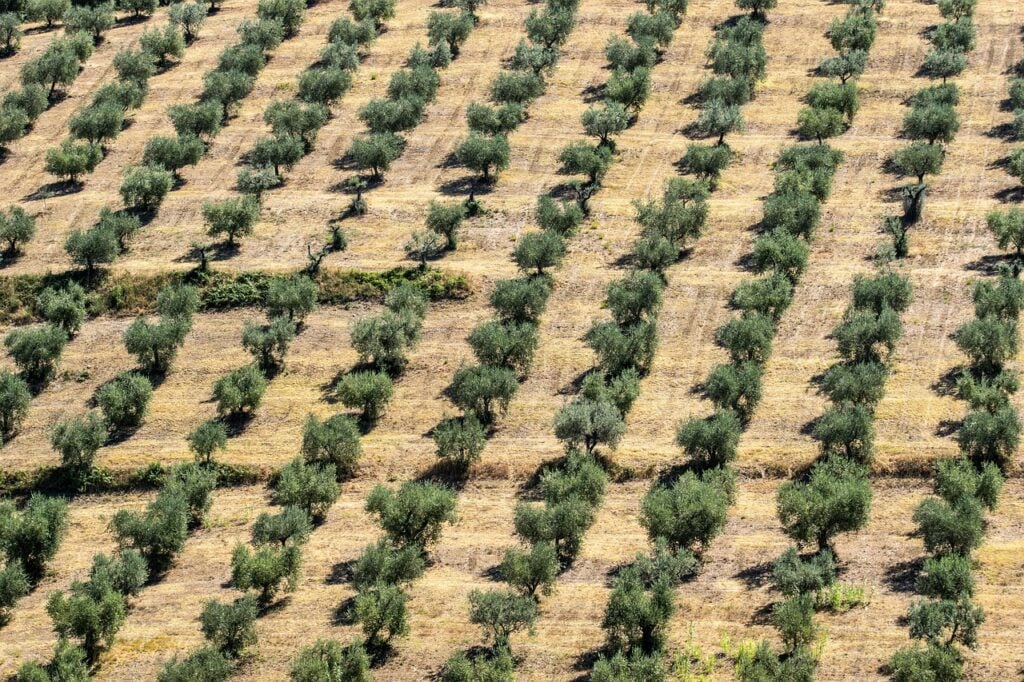 tuscany-olive-tree-agritourism.jpg Olive tree growing on a cultivated hillside in Tuscany, Italy