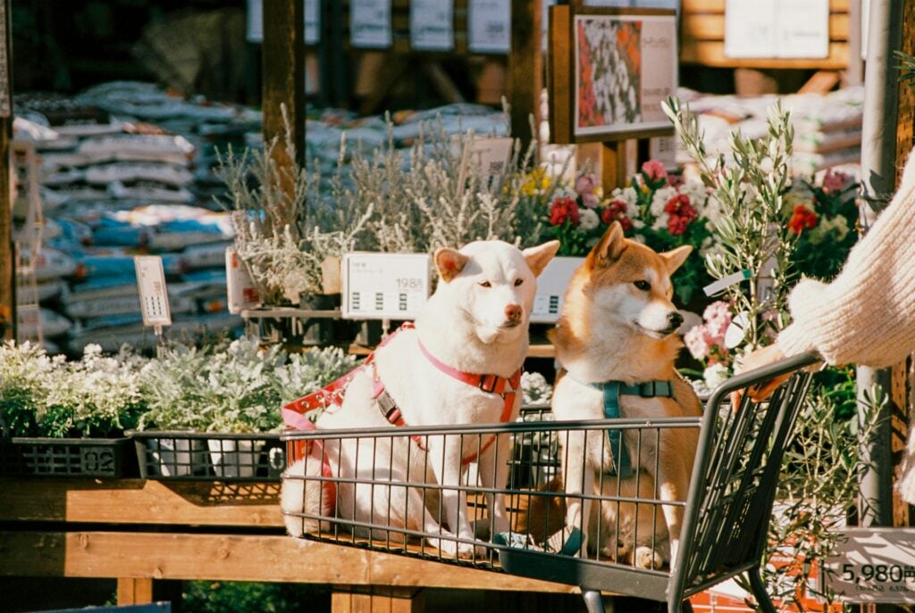 Two Shiba Inu dogs sitting in a shopping cart in Tokyo, Japan