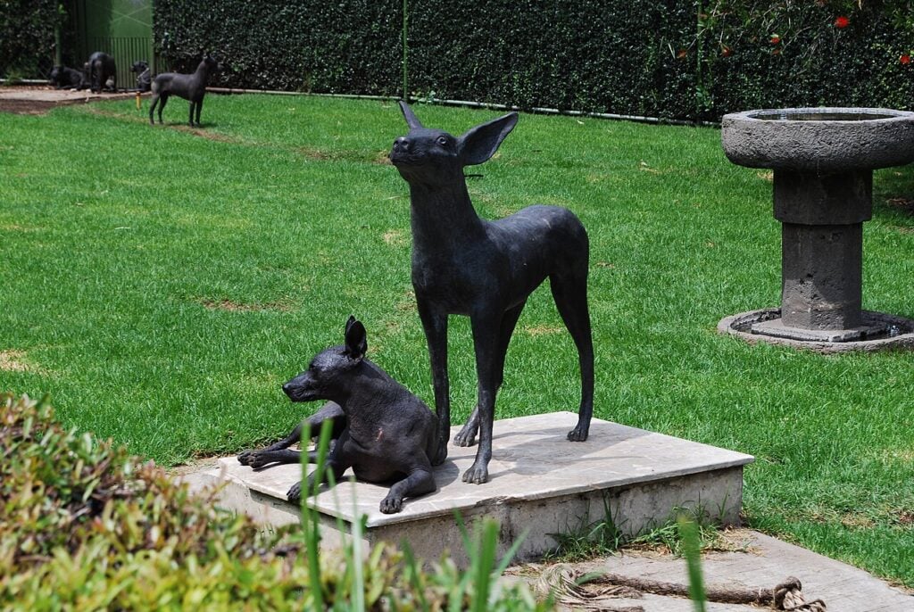 Xoloitzcuintli dog beside a Xolo statue at the Dolores Olmedo Museum in Mexico City