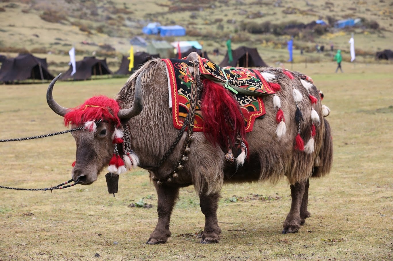 Bhutan A yak is adorned in its finest regalia. Photo Dorji Dhradhul Royal Highland Festival A yak is adorned in its finest regalia. Photo Dorji Dhradhul