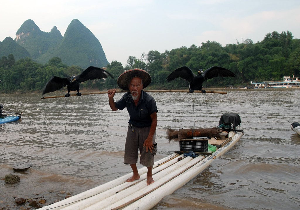 Fishing with Cormorants