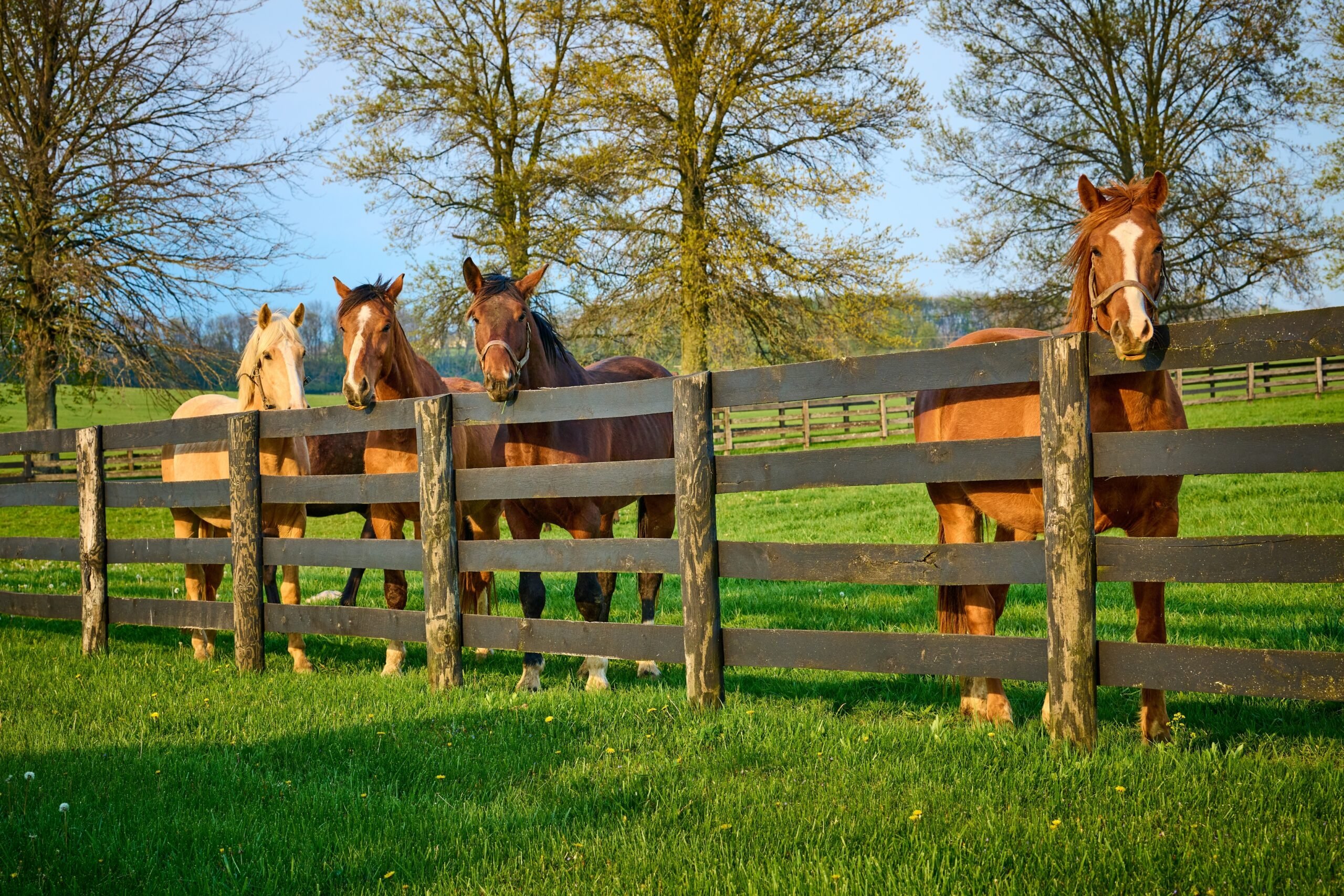 Kentucky Treasures