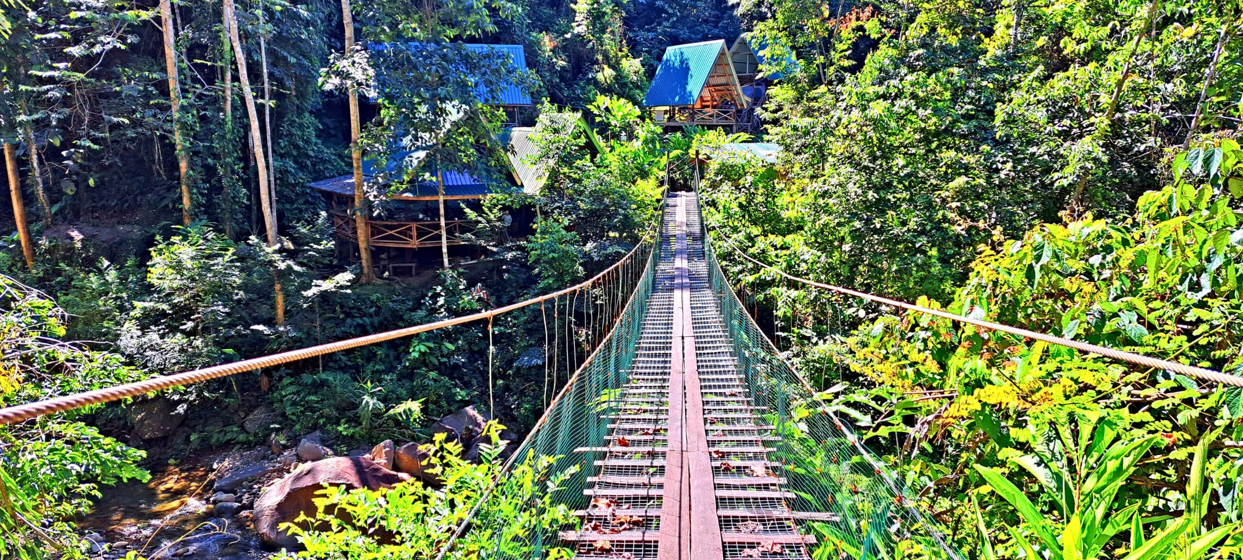 Borneo's Rainforest