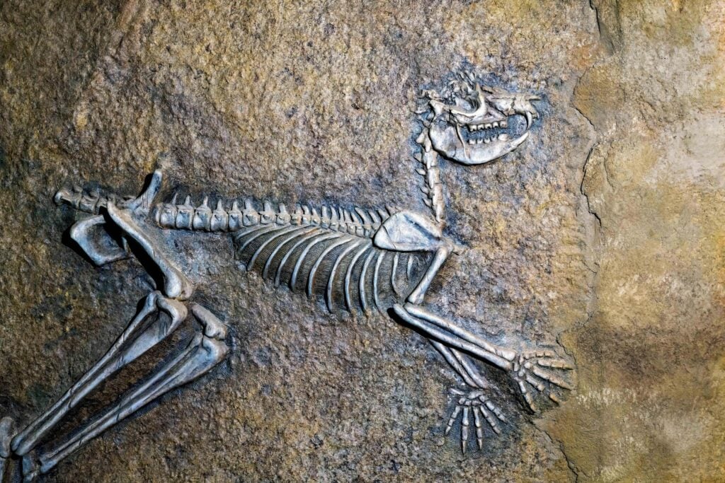 A picture of a skeleton sitting on a rock