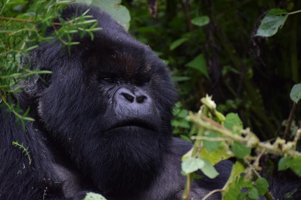 silverback gorilla in Rwanda Silverback mountain gorilla in Rwanda’s forest