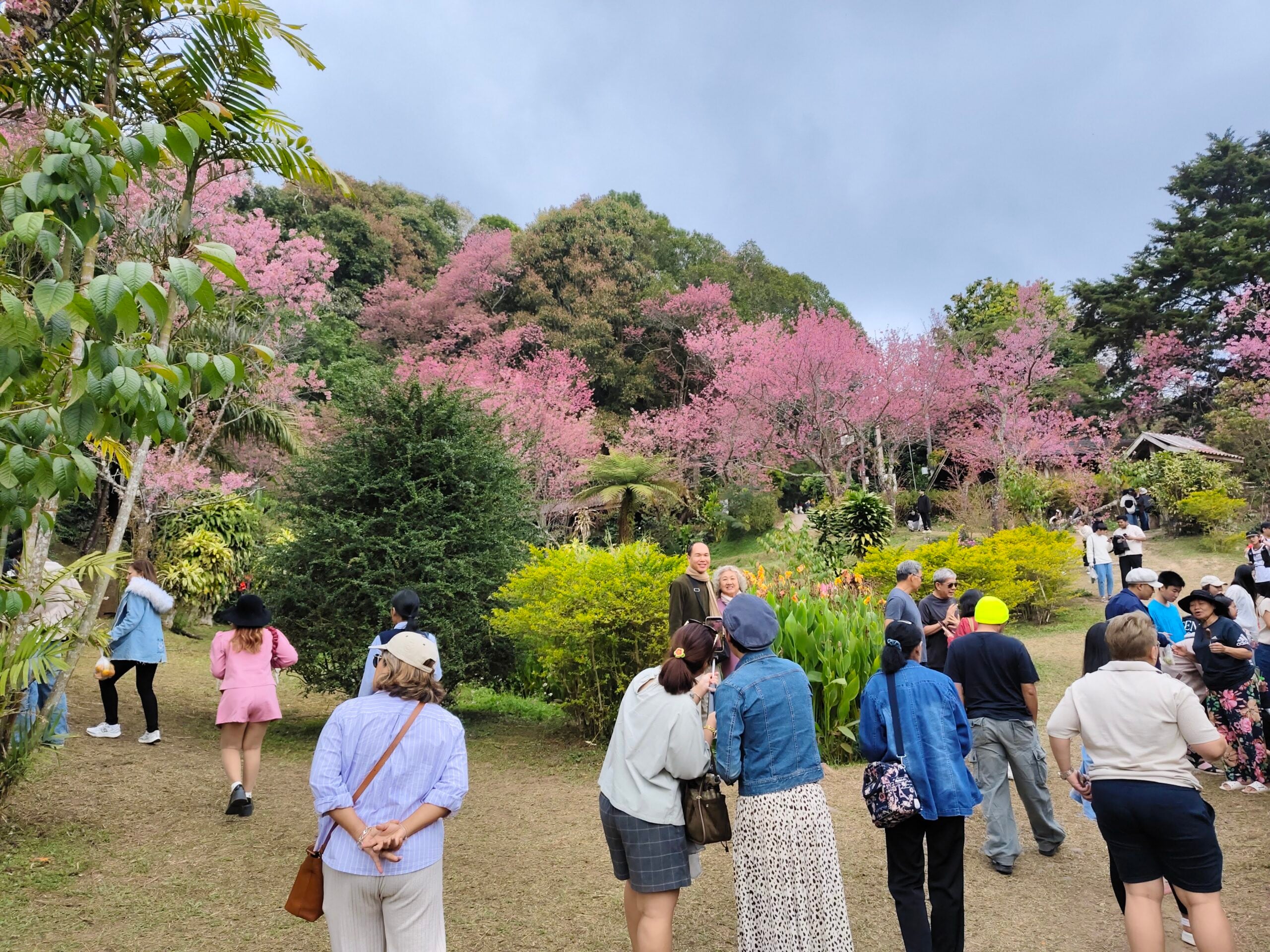 Chiang Mai Khun Chang Khian is a village where people go to see the Himalayan cherry blossoms. Photo Teh Chin Liang