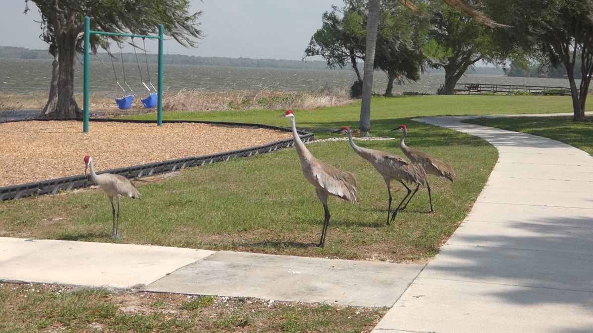 Sandhill cranes at griffin park