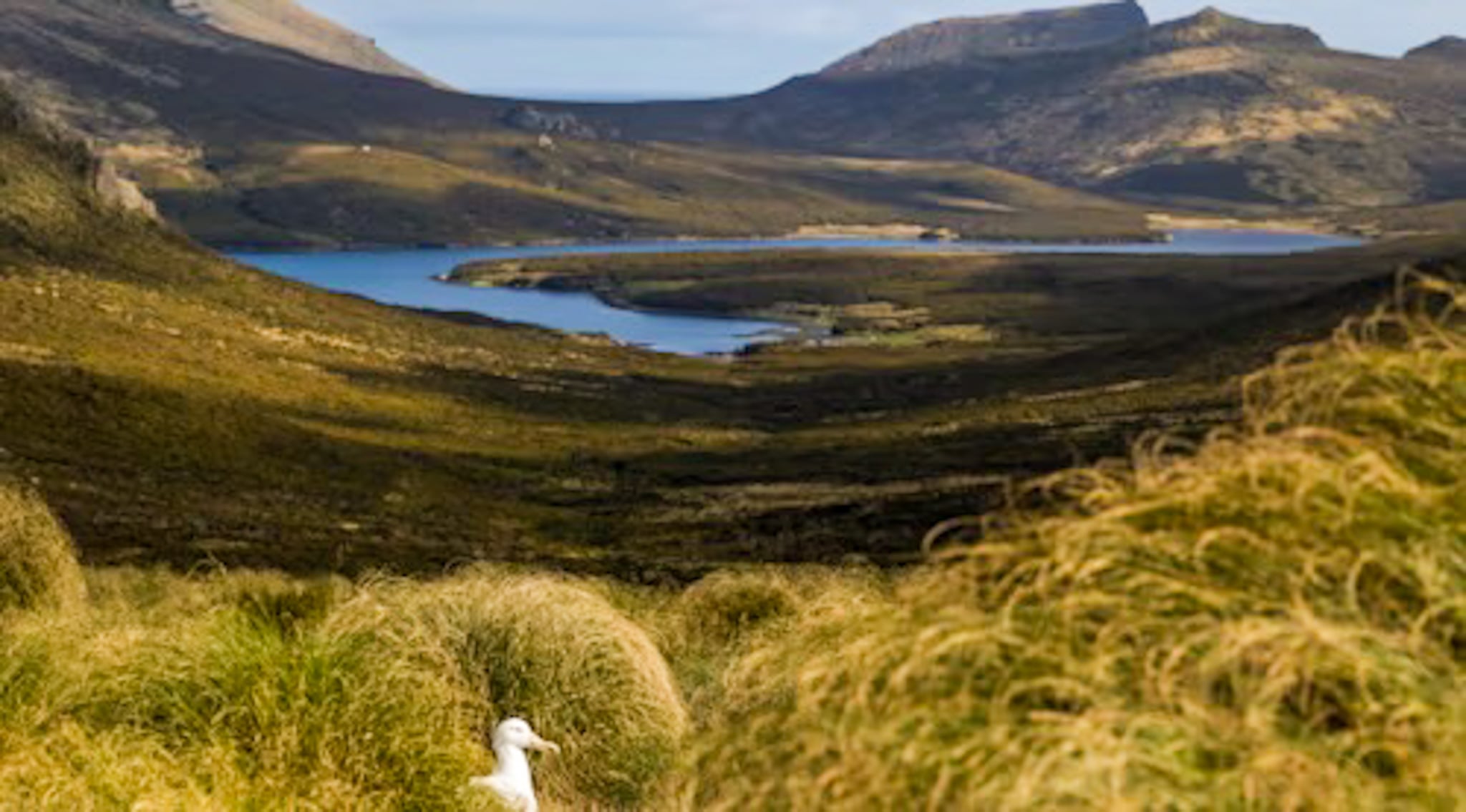 Voyages Southern Royal Albatross at Campbell Island Photo Aurora Expeditions Epic Expeditions for Adventure Seekers