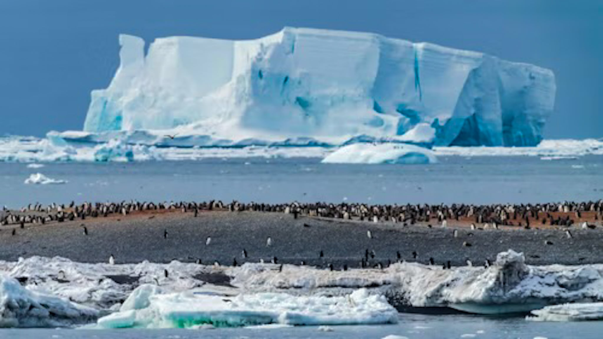 Danger Islands off the eastern Antarctic Peninsula, boasts one of the largest adelie penguin colonies Photo Aurora Expeditions Epic expeditions