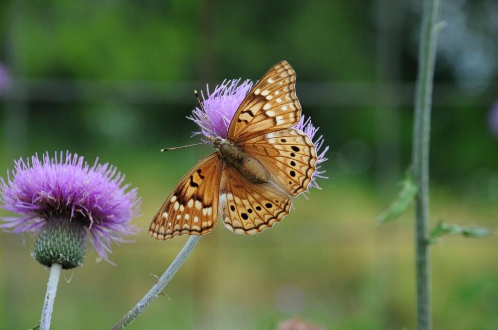 Photo by anselmo7511 butterfly, nature, insect, wings, pollination, flower, natural beauty, purple flower, macro photography, wild nature, insect on flower, summer scene, colorful, details, iridescent, season, pollinating insect, biology