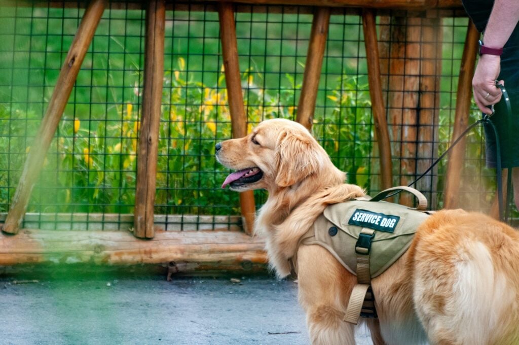 Photo by Andy Luo a golden retriever wearing a green vest and leash