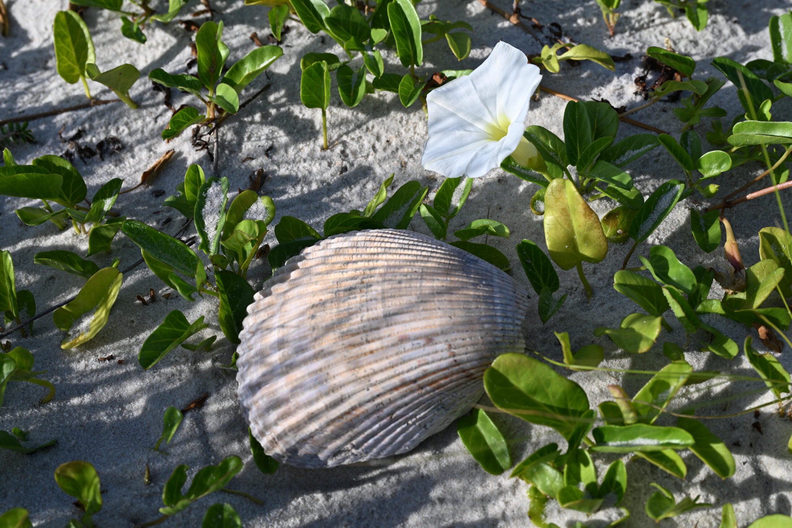 Horn Island