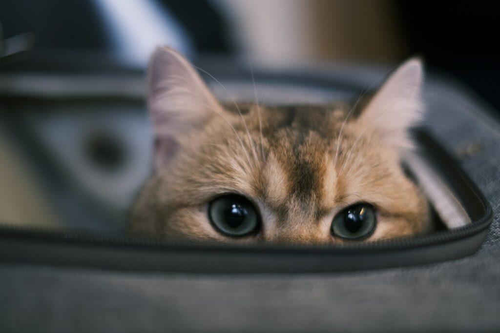Cat peeking out from a soft-sided pet carrier