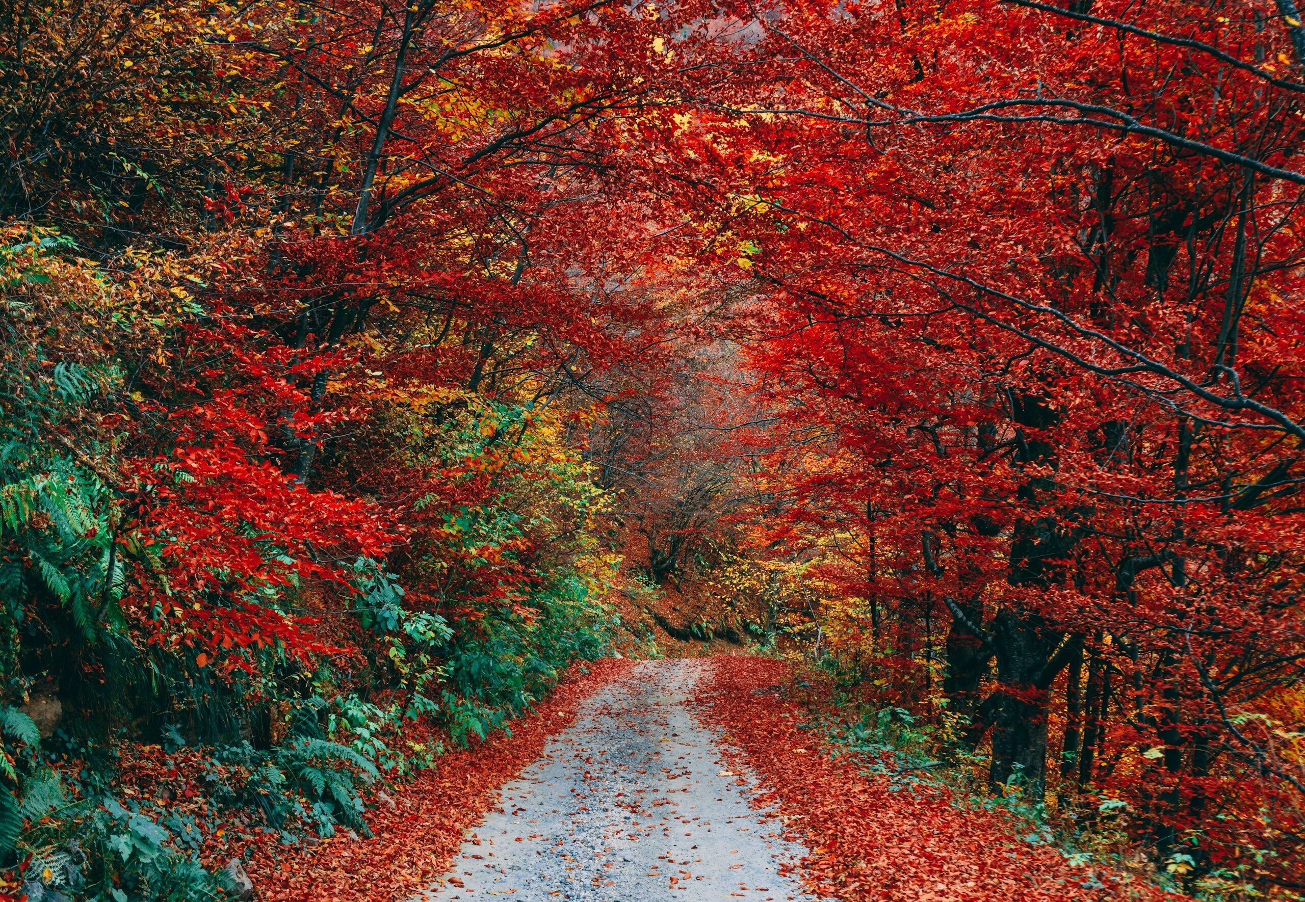 Autumn Road Through Fall Foliage Where Should You Holiday in the Autumn to Detox from Work?