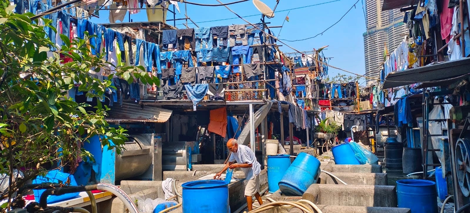 blue jeans hang from the clotheslines 